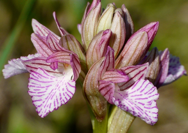 Le orchidee degli Dei: 8 giorni nel Peloponneso, marzo 2014.